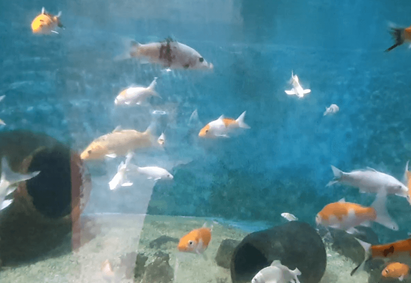 실내동물원-수족관-금붕어