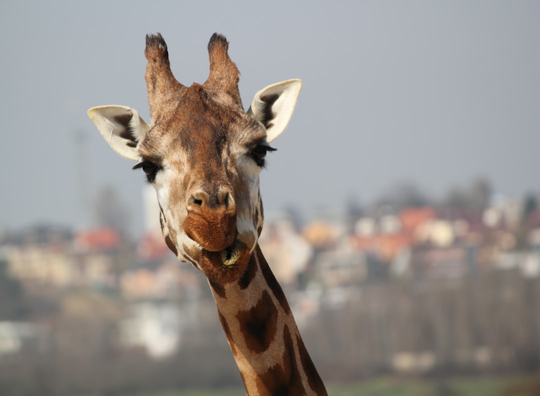 Neck