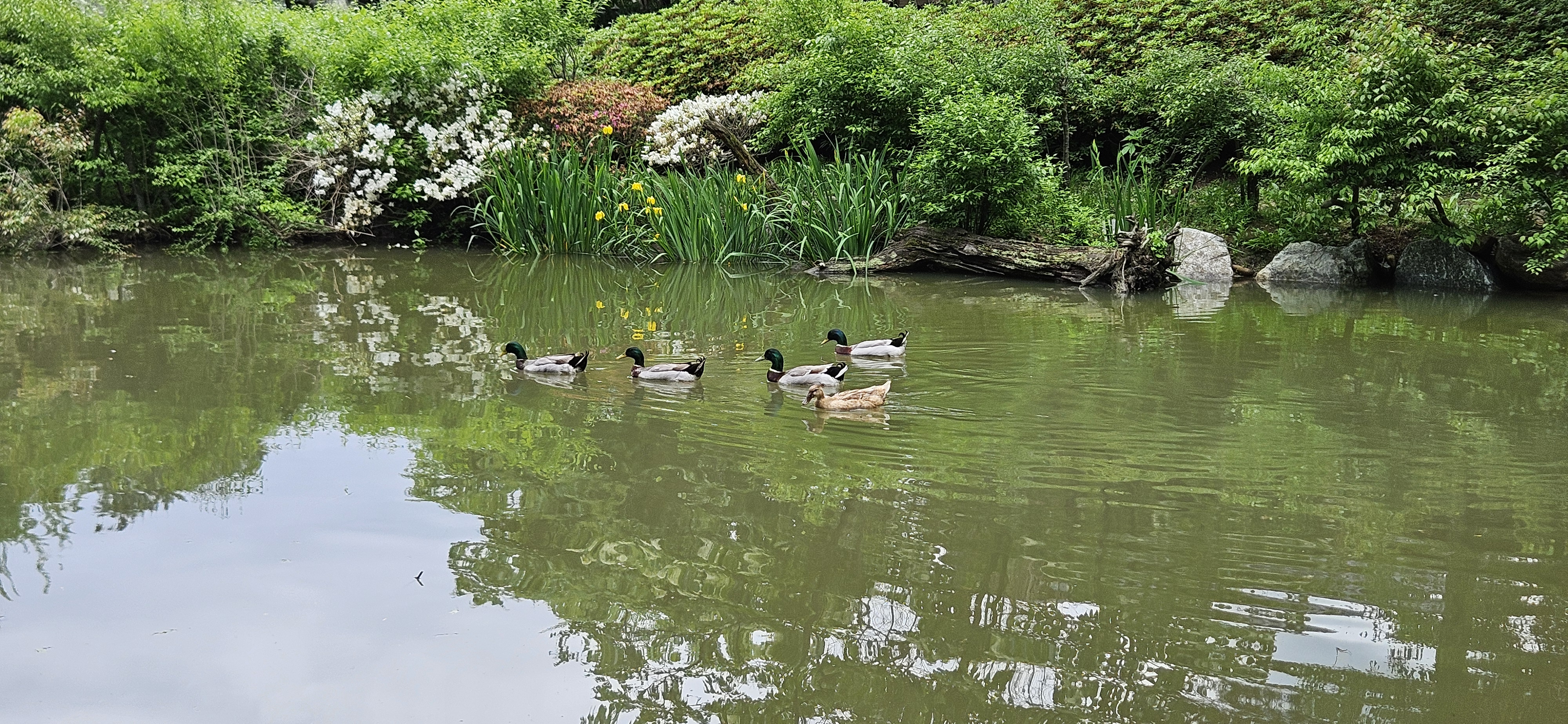 남이공화국오리