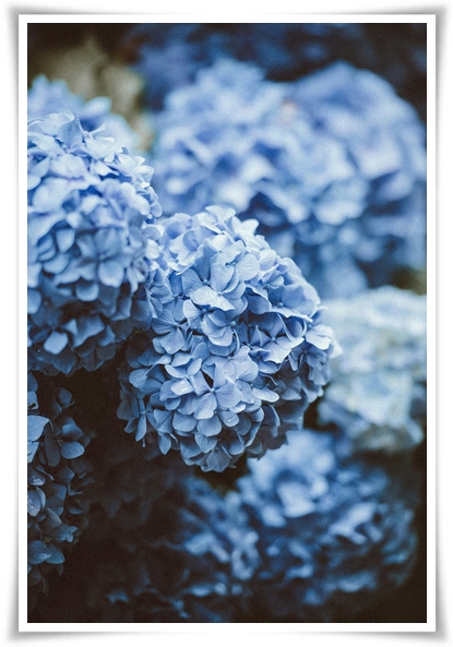 &quot;수국&quot; 여름의 아름다움을 한껏 품은 매력적인 꽃!