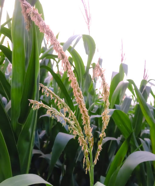 옥수수 수염차 효능