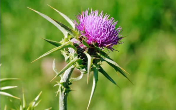 흰무늬엉겅퀴 밀크씨슬