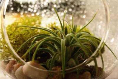 틸란드시아 키우기