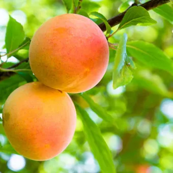 복숭아 나무 한살이 시기_1