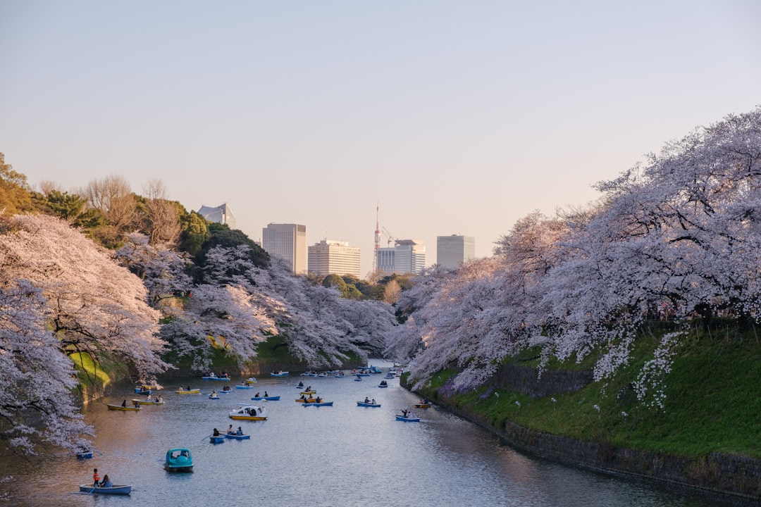 Cherry blossom.