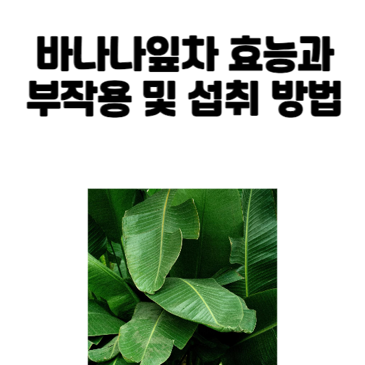 바나나잎차 효능과 부작용 및 섭취 방법