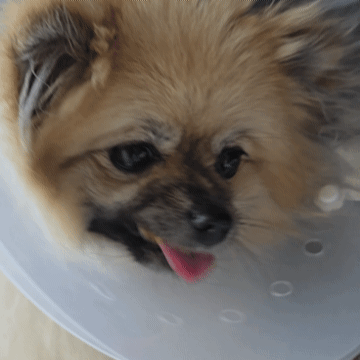 악어 간식을 맛있게 먹는 강아지