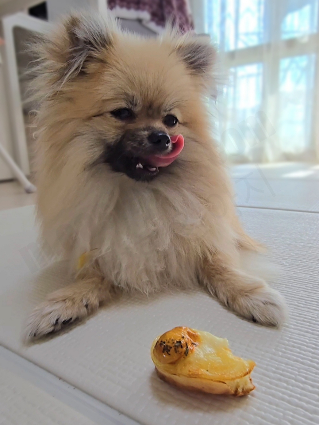 계란빵을 보며 입맛을 다시는 강아지