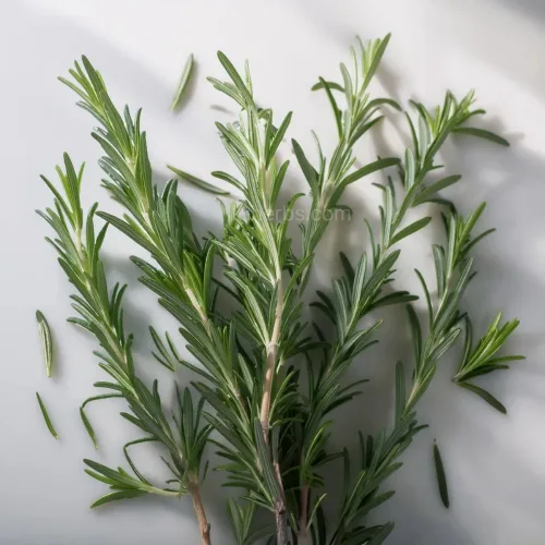 티트리 오일을 만들려고 수확한 티트리 전초(잎과 줄기)