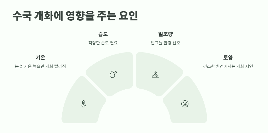수국 개화시기 완벽 정리 4