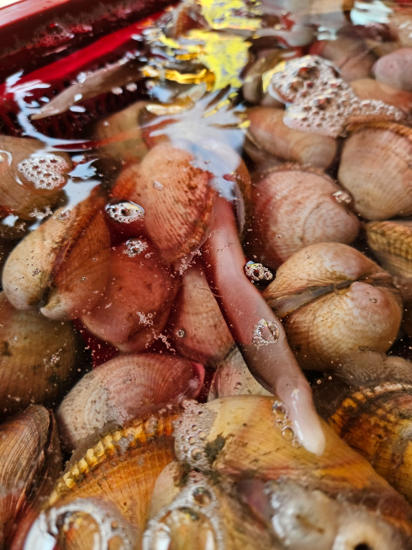 새조개가 활기차게