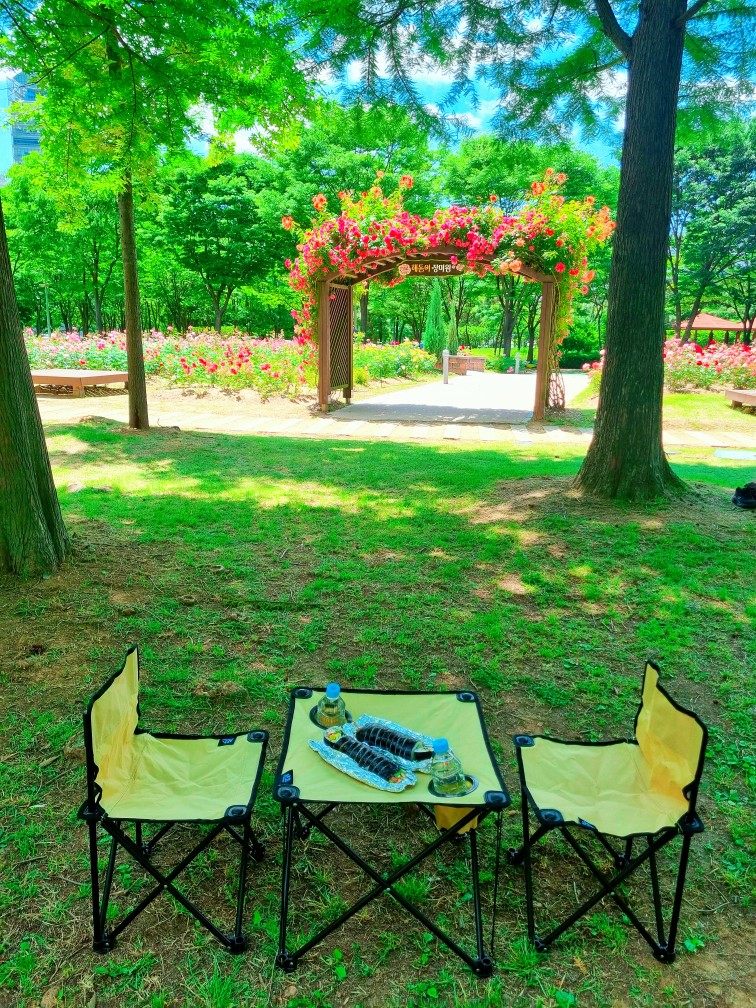 송도 해돋이공원 장미원: 시원한 그늘에서 장미보며 피크닉하기