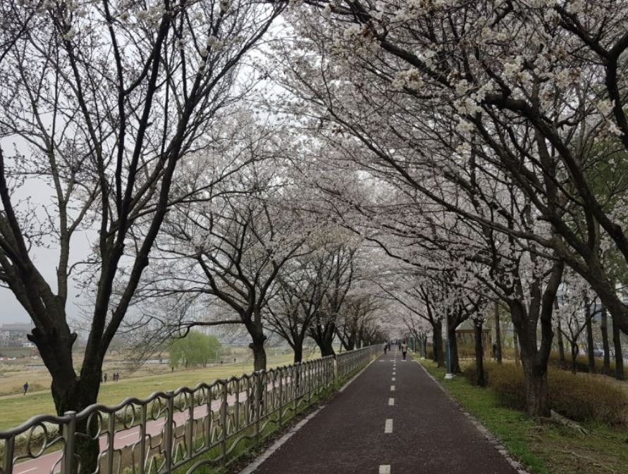 벚꽃-벚꽃 명소-벚꽃길-벚꽃 축제-2023 벚꽃 명소-2023 벚꽃 축제-전국 벚꽃 개화 시기
