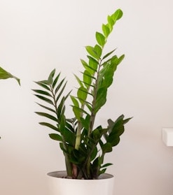 금전수 번식 꽃말