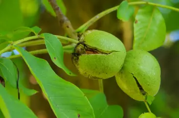 호두 효능 및 영양소, 주의점
