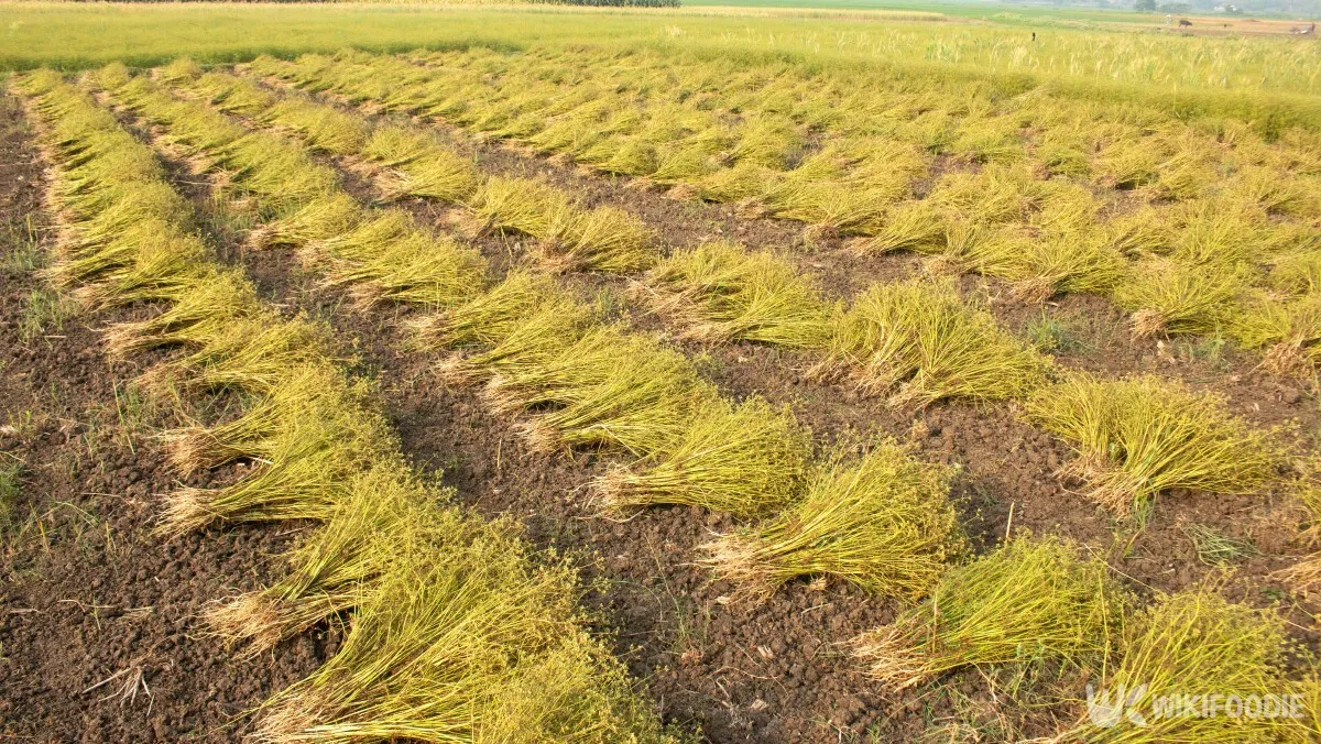 렌틸 재배 봄 파종 배수 확보 건조 수확_1