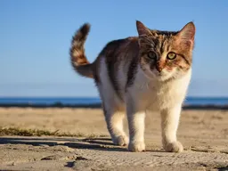 2025 여름 전국 인기 해수욕장 개장일