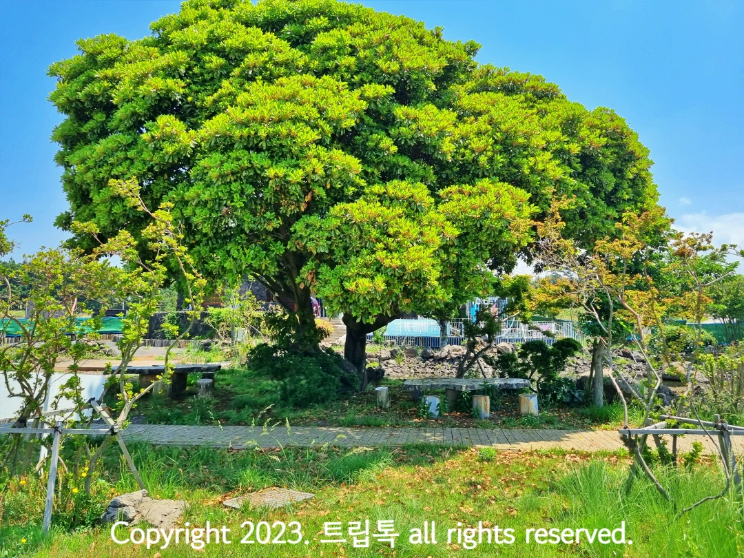 커다란 나무 그늘 아래 의자