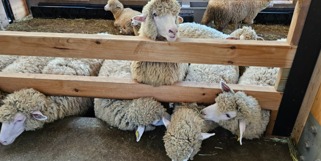 대관령 양떼목장