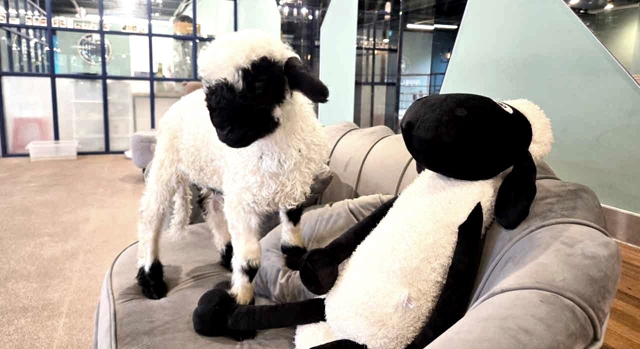 인형과 똑같이 생긴 블랙노즈양의 모습이다. [ⓒ네이버플레이스 마이애니멀스토리 in 평강랜드]