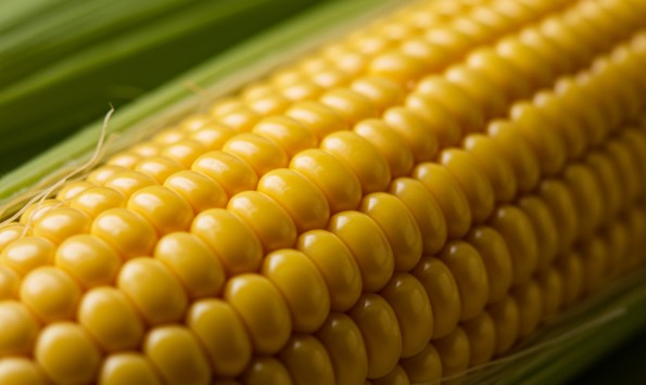 옥수수 효능 총정리 🍿 (혈관 건강, 눈 건강, 식이섬유, 항산화 효과 등)