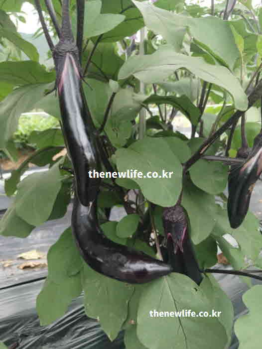 가지 효능 성분 성질