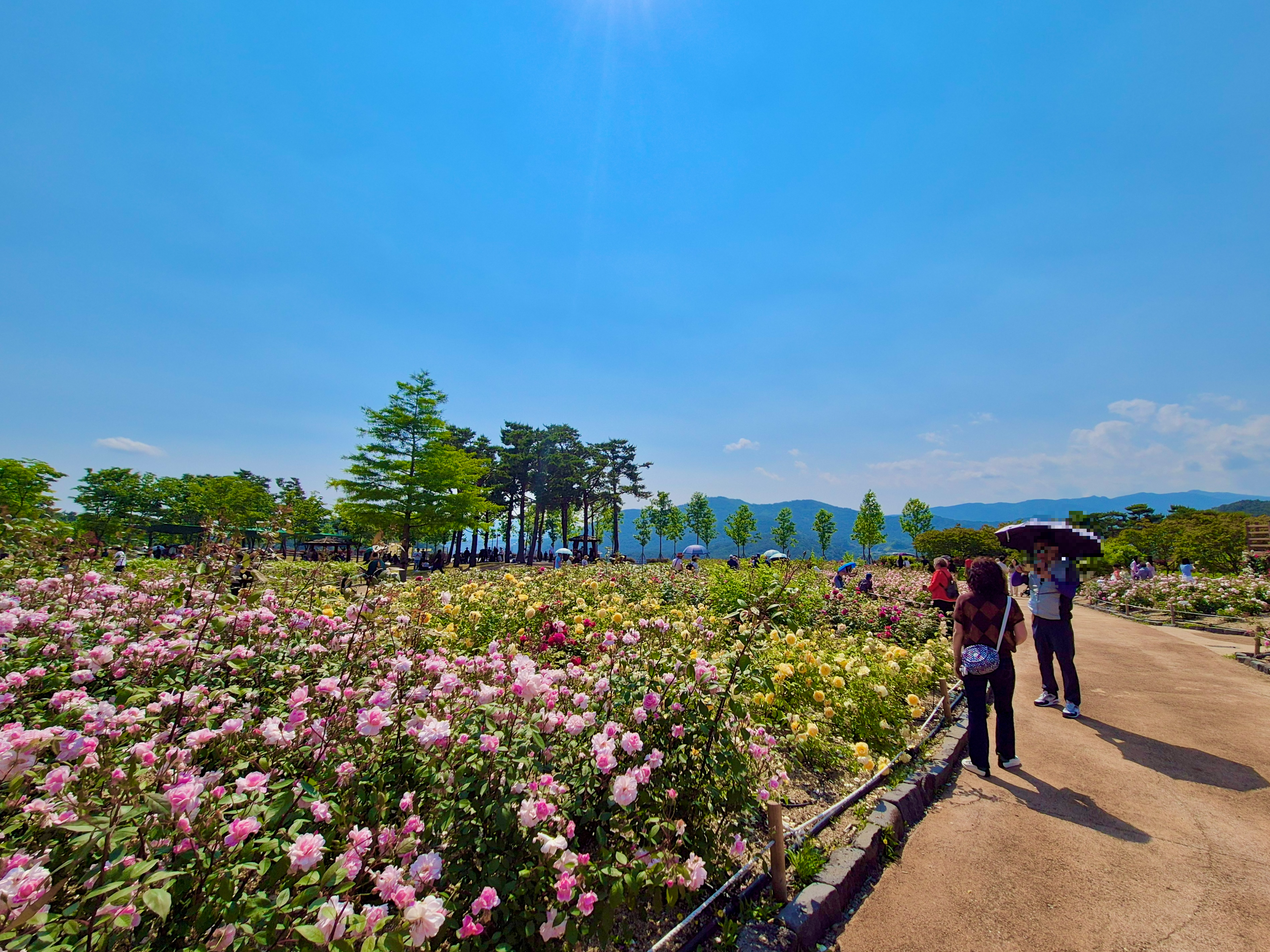 해운대 수목원 장미원, 해운대수목원, 장미명소, 노란장미, 빨간장미, 분홍장미, 장미포토존