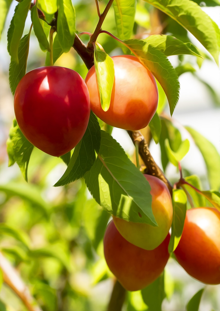 자두잼 만드는법, 자두잼 만들기