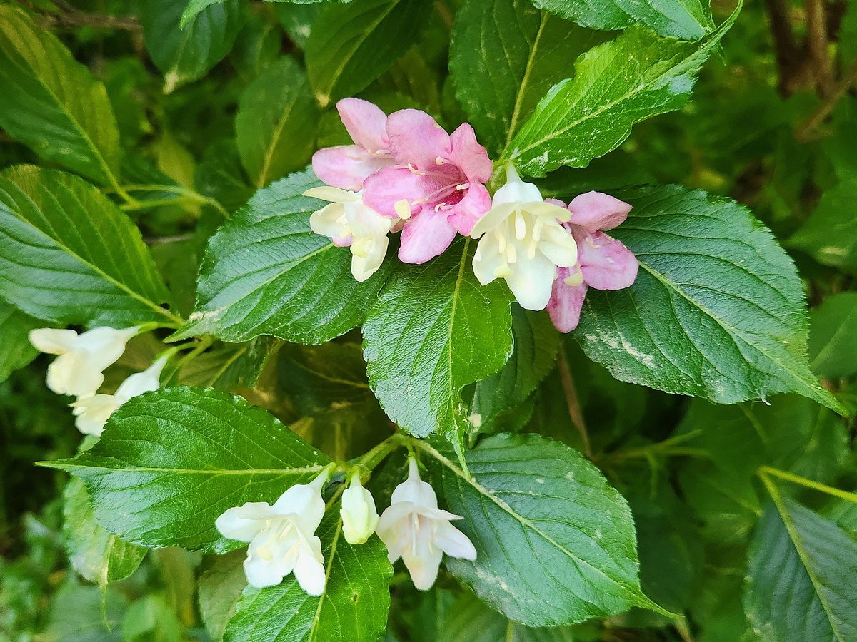 일본삼색병꽃나무