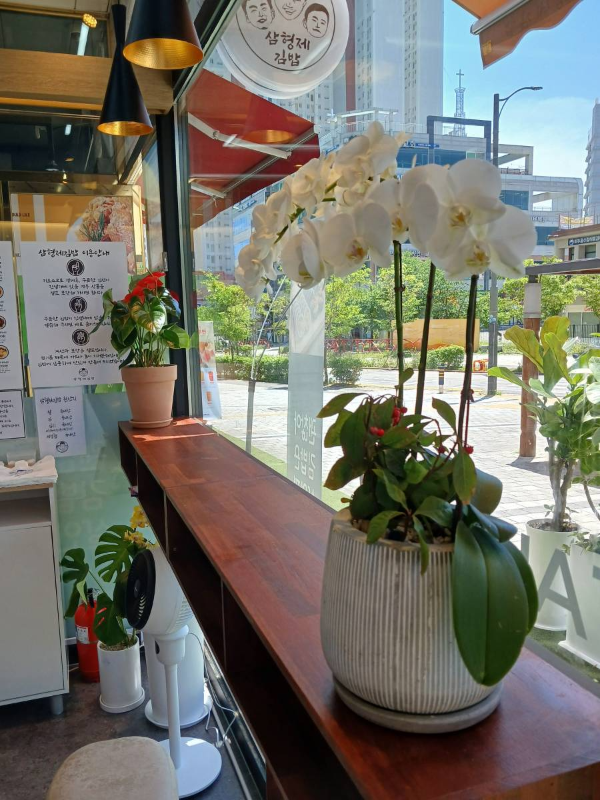 삼형제김밥 매장 화분들