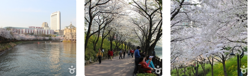 석촌호수 벚꽃축제