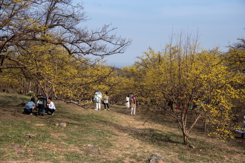 제26회 이천백사산수유꽃축제 일정 & 프로그램 안내/ 주차 안내