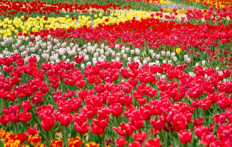 피나클랜드 수목원