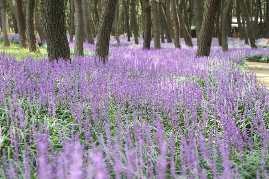 맥문동 축제 일정, 맥문동 꽃 피는 시기, 장항 송림자연휴양림
