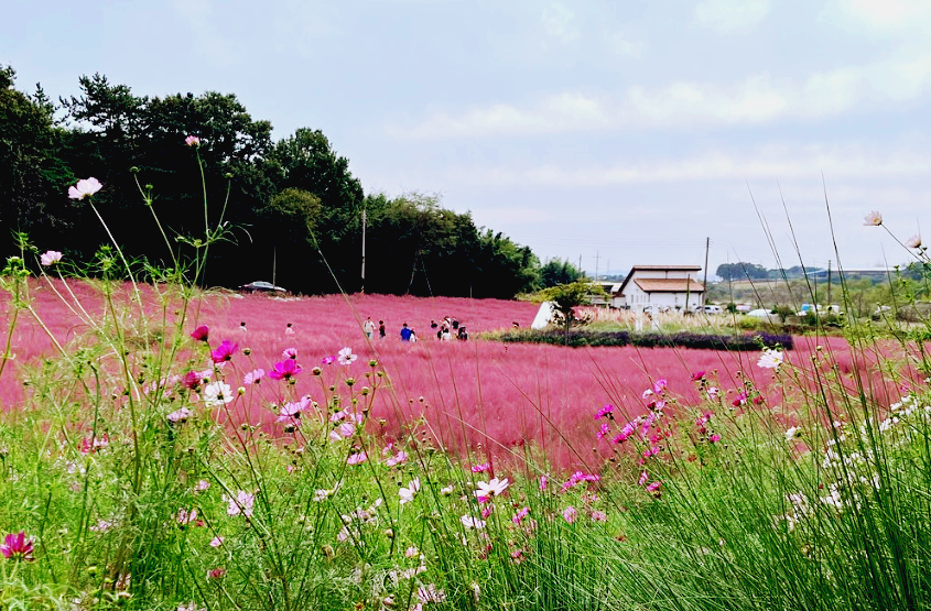 청농원 핑크뮬리와 코스모스