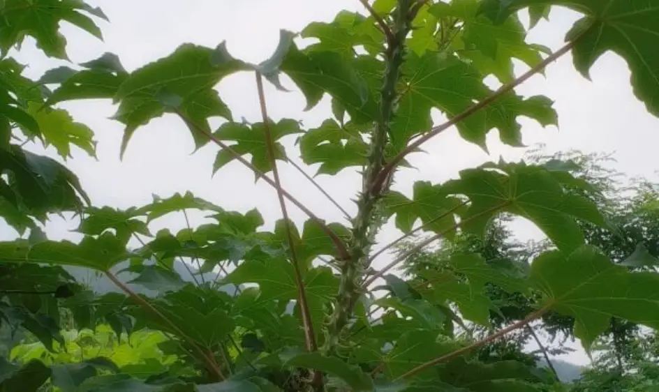 엄나무 효능