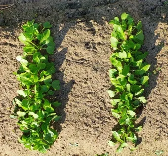 김장 적정 기온 절임 배추 보관 통풍 위치 점검_21