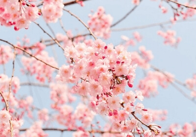 진해군항제 무료 셔틀버스 노선도&amp;#44; 기차 예매 꿀팁