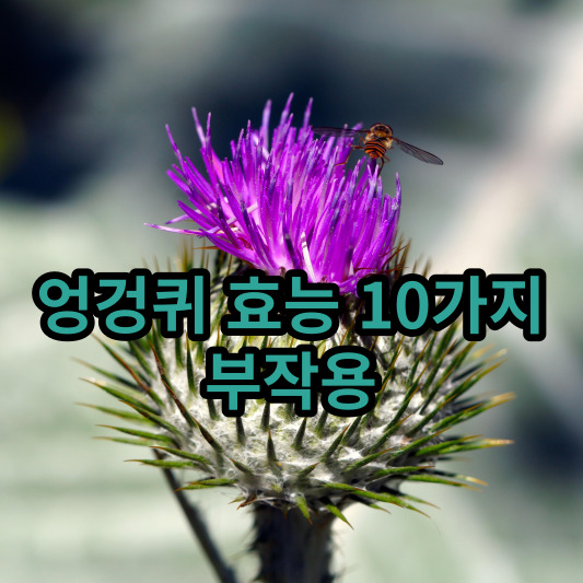 엉겅퀴 효능