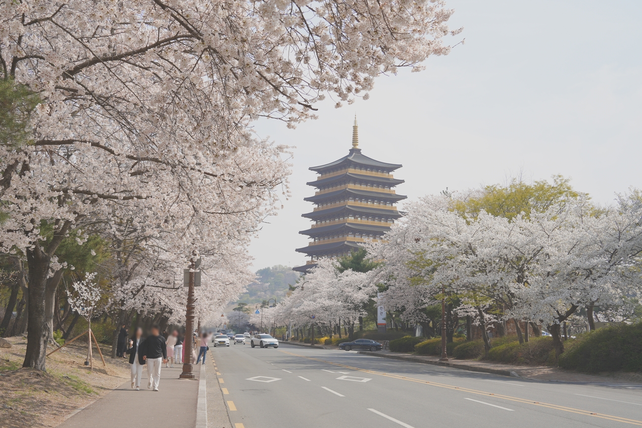 경주-보문단지-벚꽃길
