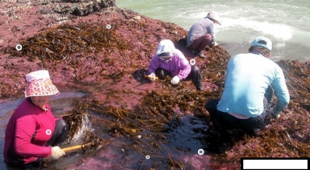 맹골도-자연산-돌미역-택배-주문-어디
