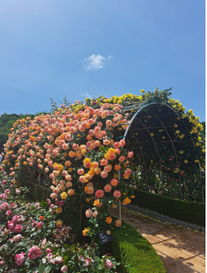 부천 장미축제 날짜 주차장