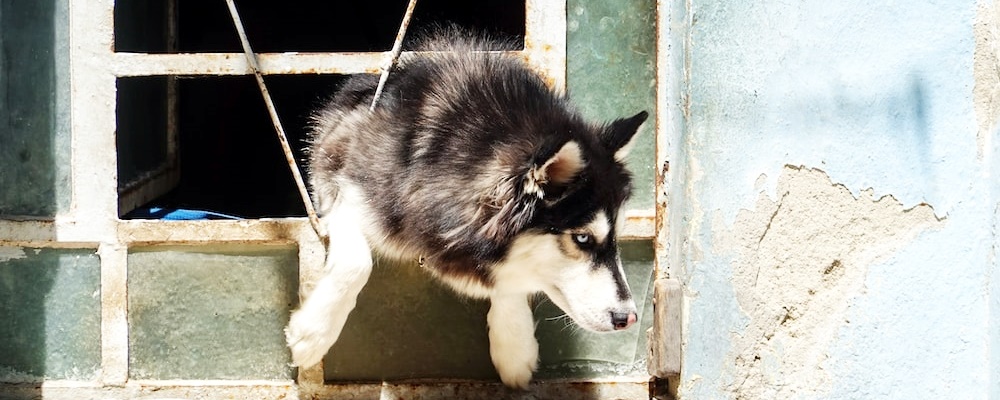 강아지 발바닥 핥기 3