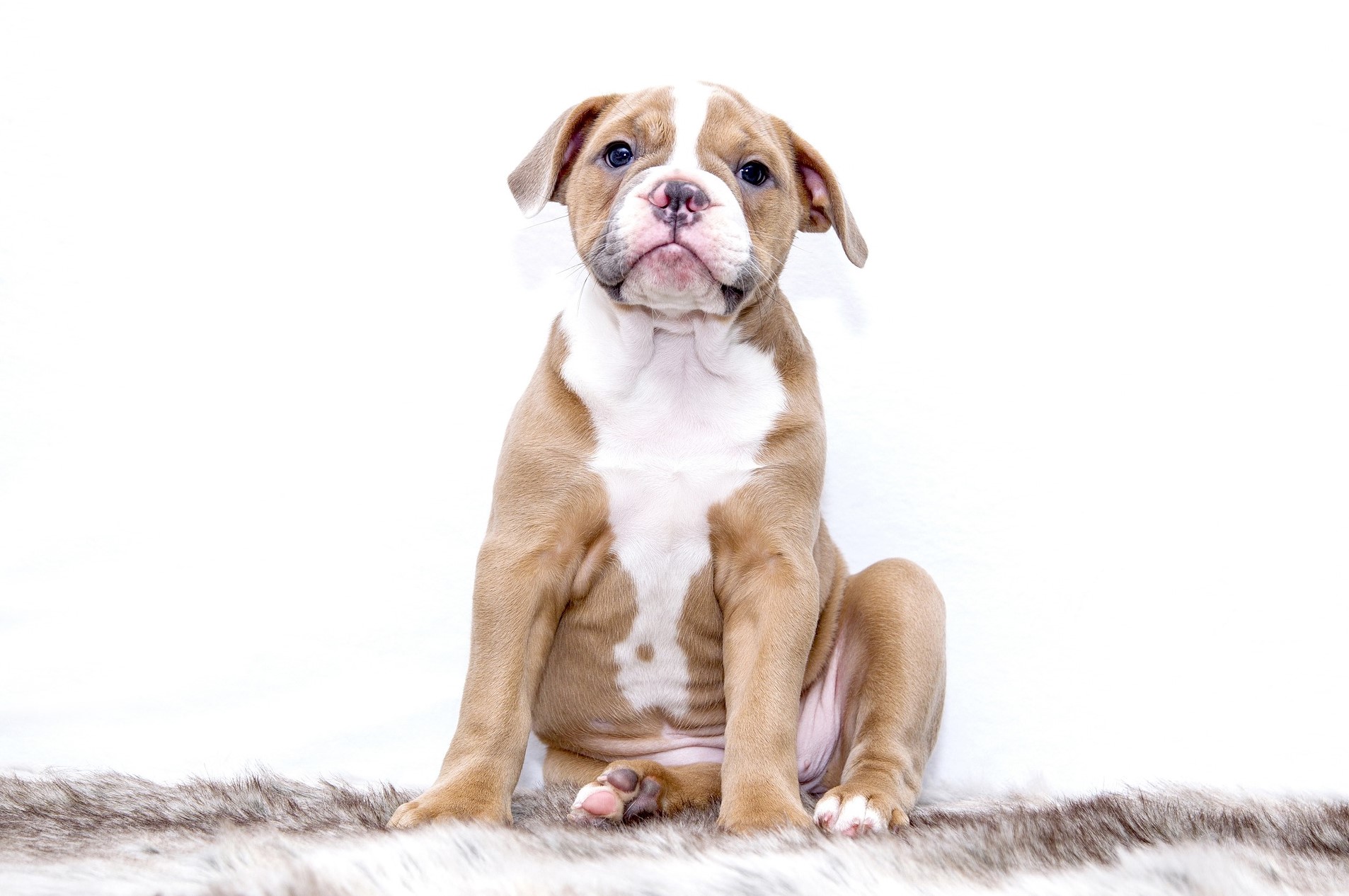 강아지-방광염-진단방법