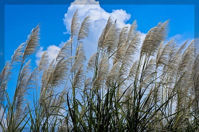 가을에 걷기 좋은 제주 올레길 3곳&amp;#44; 황금빛 억새와 단풍의 절경