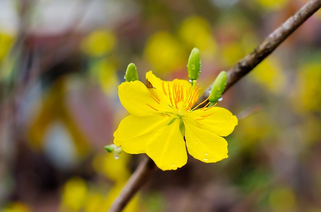 말린살구의 효능