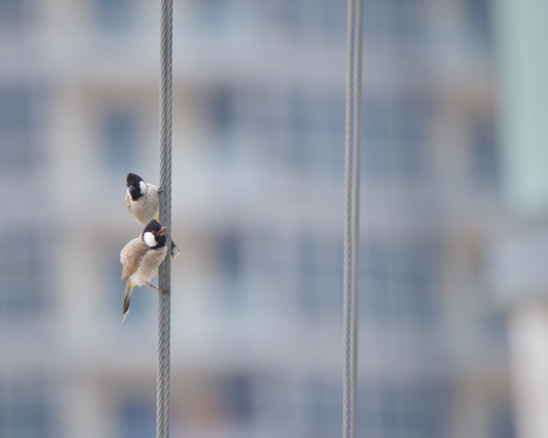 Scaling.