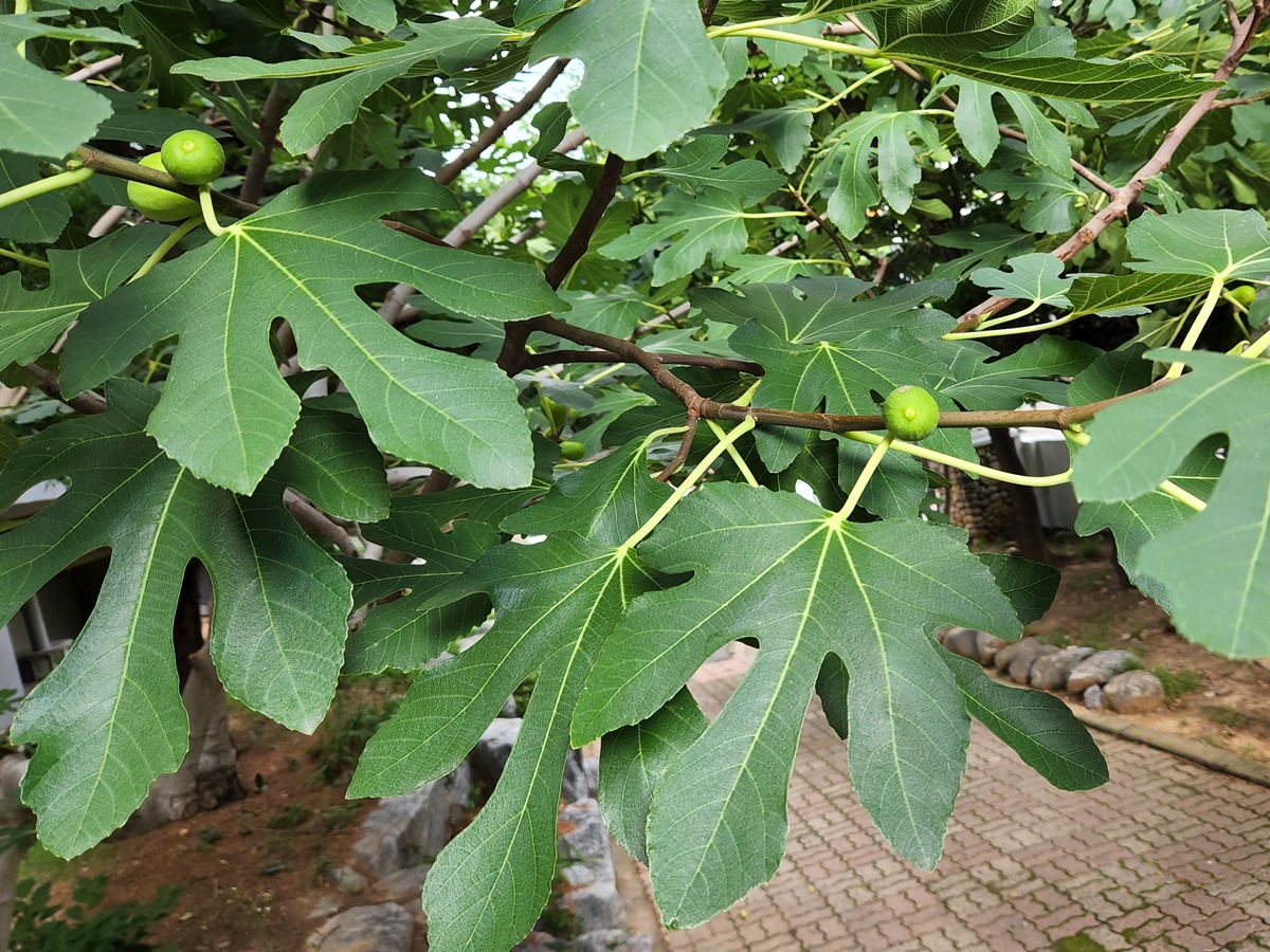 무화과나무