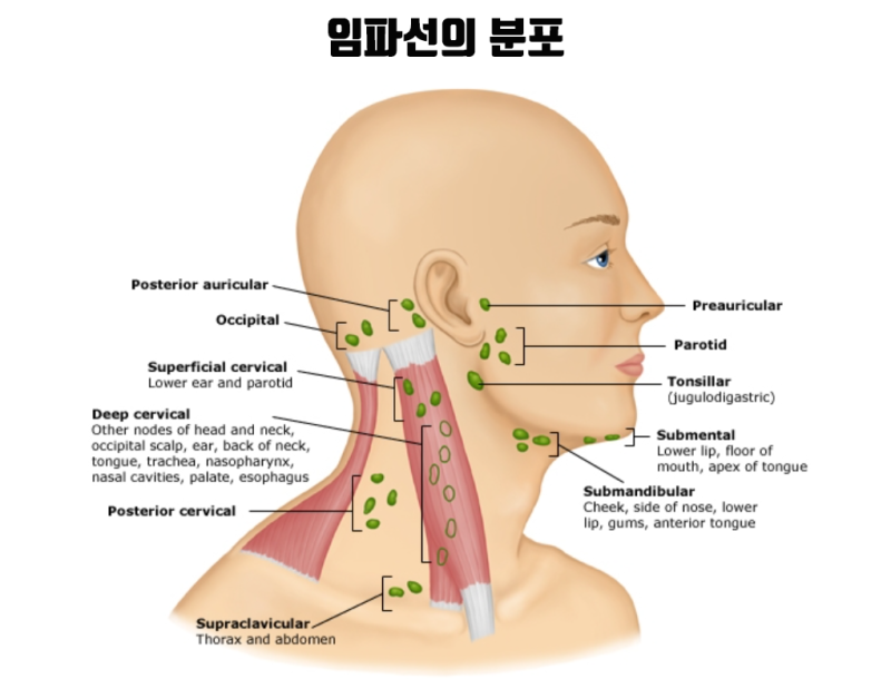 임파선 원인 증상 치료하기 면역력 기르기 알아봐요