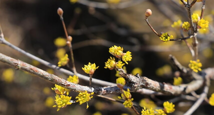 2025 구례 산수유꽃축제